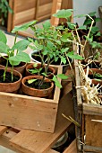 YOUNG TOMATO PLANTS