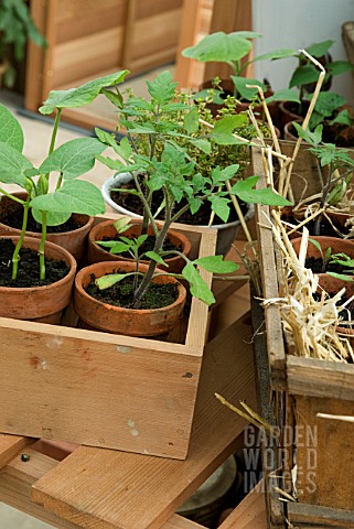 YOUNG_TOMATO_PLANTS