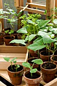 SEEDLINGS IN GREENHOUSE