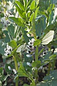 BROAD BEAN PLANTS