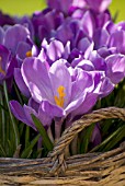 PURPLE CROCUS