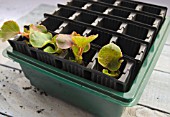 BEGONIA SEEDLING SERIES