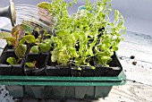 WATERING NEWLY POTTED ON PLANTLETS