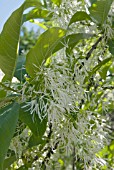 CHIONANTHUS VIRGINICUS