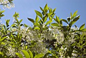 CHIONANTHUS