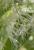 CHIONANTHUS