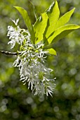 CHIONANTHUS VIRGINICUS