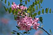 ROBINIA HISPIDA KELSEYI