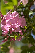 ROBINIA HISPIDA KELSEYI