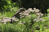 SEEDHEADS OF PULSATILLA