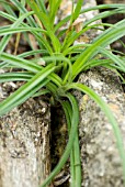 CAREX WEED