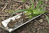 CAREX WEED SHOWING ROOTS