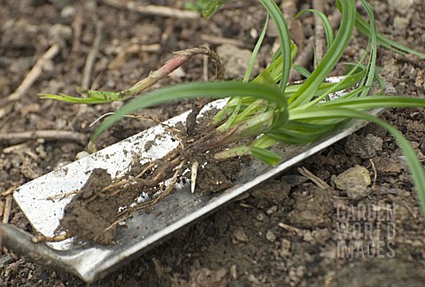 CAREX_WEED_SHOWING_ROOTS