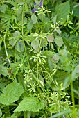 GALIUM APARINE