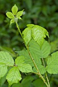 BRAMBLE WEED
