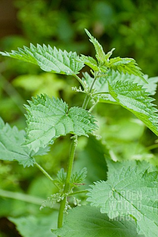 URTICA_DIOICA