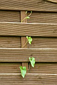 CONVOLVULUS WEED GROWING THROUGH FENCE