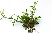 CARDAMINE HIRSUTA, (HAIRY BITTERCRESS) SHOWING ROOTS AND SHOOTS
