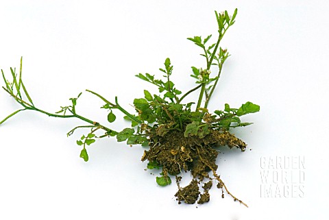 CARDAMINE_HIRSUTA_HAIRY_BITTERCRESS_SHOWING_ROOTS_AND_SHOOTS