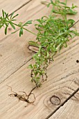 GALIUM APARINE SHOWING ROOTS AND SHOOTS