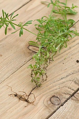 GALIUM_APARINE_SHOWING_ROOTS_AND_SHOOTS
