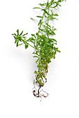 GALIUM APARINE SHOWING ROOTS AND SHOOTS