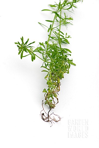 GALIUM_APARINE_SHOWING_ROOTS_AND_SHOOTS