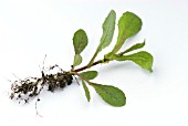 SONCHUS ASPER SHOWING ROOTS AND SHOOTS