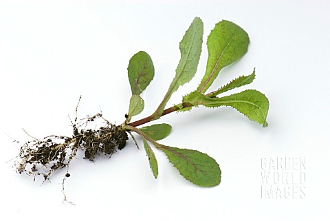 SONCHUS_ASPER_SHOWING_ROOTS_AND_SHOOTS