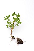 EUPHORBIA SHOWING ROOTS AND SHOOTS