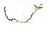 BINDWEED SHOWING ROOTS AND SHOOTS