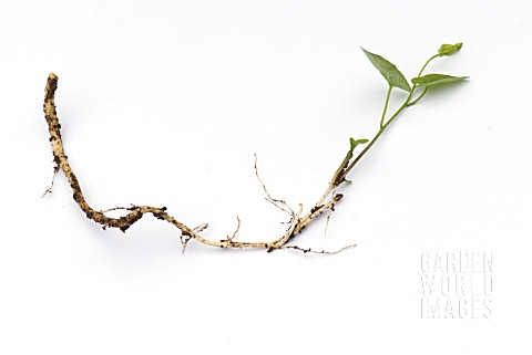 BINDWEED_SHOWING_ROOTS_AND_SHOOTS