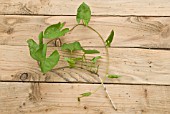 BINDWEED SHOWING ROOTS AND SHOOTS