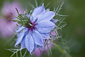 NIGELLA