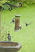 BIRDS ON GARDEN BIRD FEEDER