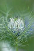 NIGELLA