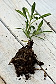 ROOTED SUMMER CUTTING OF ERYSIMUM