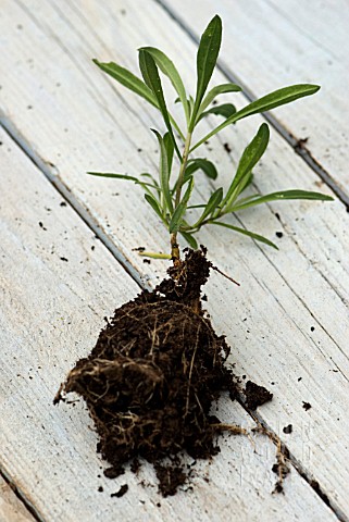 ROOTED_SUMMER_CUTTING_OF_ERYSIMUM
