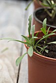 SUMMER CUTTINGS OF ERYSIMUM