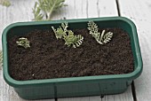 LAVANDULA CUTTINGS SERIES