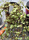 FUCHSIA PROCUMBENS VARIEGATA - PROPAGATION SERIES