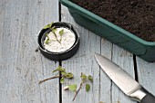 FUCHSIA PROCUMBENS VARIEGATA - PROPAGATION SERIES