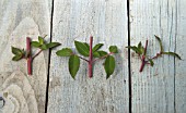 FUCHSIA MAGELLANICA CUTTINGS SERIES