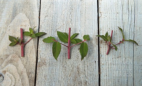 FUCHSIA_MAGELLANICA_CUTTINGS_SERIES