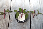 FUCHSIA MAGELLANICA CUTTINGS SERIES