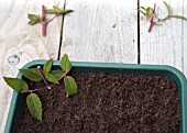 FUCHSIA MAGELLANICA CUTTINGS SERIES