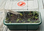 FUCHSIA MAGELLANICA CUTTINGS SERIES