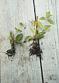 FUCHSIA MAGELLANICA CUTTINGS SERIES