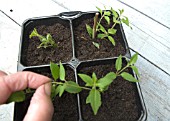 FUCHSIA MAGELLANICA CUTTINGS SERIES