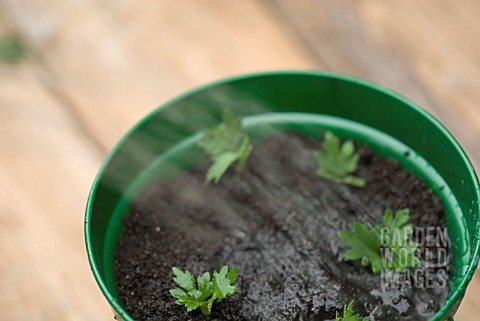 CHRYSANTHEMUM_CUTTINGS_SERIES